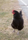 Black Australorp