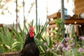 Black Australorp rooster standing in a cottage garden Royalty Free Stock Photo