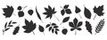 Black autumn leaves. Decorative fall elements isolated on white background. Vector foliage silhouettes for greeting