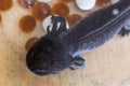 Black axolotl in the aquarium