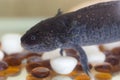 Black axolotl close up