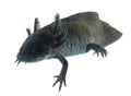 Black axolotl