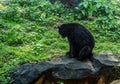 Black baby bear sitting on the big rock