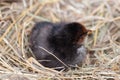 Black baby chicken in the straw nest Royalty Free Stock Photo