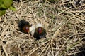 Black baby coots on nest and eggs