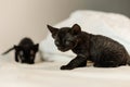 Black baby devon rex cat look for something on bed Royalty Free Stock Photo