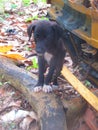 A black baby dog with white paws