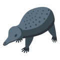 Black baby echidna icon isometric vector. Cute animal