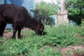 Black baby goat grazing green grass outdoors. Royalty Free Stock Photo