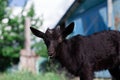 Black baby goat grazing green grass outdoors. Royalty Free Stock Photo