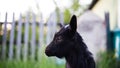 Black baby goat in green field. Royalty Free Stock Photo