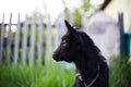 Black baby goat in green field. Royalty Free Stock Photo