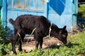 Black baby goat in green field. Royalty Free Stock Photo