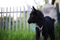 Black baby goat in green field. Royalty Free Stock Photo