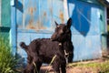 Black baby goat in green field. Royalty Free Stock Photo