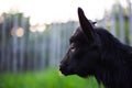 Black baby goat in green field. Royalty Free Stock Photo