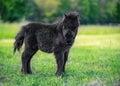 Black baby miniature horse on sunny summer day in the meadow Royalty Free Stock Photo