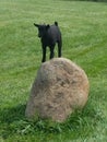 Black Baby Pygme Goat Standing on Granite Rock Royalty Free Stock Photo