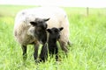 Black Baby Sheep With Its Mother