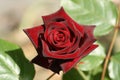 Black baccara rose Royalty Free Stock Photo