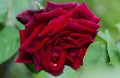 Black Baccara - type of rose Royalty Free Stock Photo