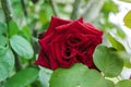 Black Baccara - type of rose Royalty Free Stock Photo