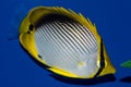 Black Back Butterflyfish Royalty Free Stock Photo