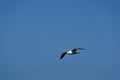 A black back gull is flying in a blue sky Royalty Free Stock Photo