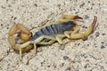 Black-Back Scorpion - Hadrurus spadix Royalty Free Stock Photo