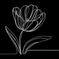 On a black backdrop rests an exquisite white tulip showcasing its long stem and delicate petals.