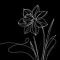 On a black backdrop, there is a solitary white daffodil showcasing an elongated, trumpet-shaped blossom with five petals.