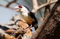 Black-backed Barbet (Lybius minor)