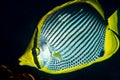 black-backed butterflyfish fish Royalty Free Stock Photo