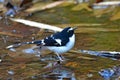Black-backed Forktail bird Royalty Free Stock Photo