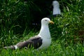 Black-backed gull, Inchcolm Island, Scotland Royalty Free Stock Photo