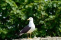 Black-backed gull, Inchcolm Island, Scotland Royalty Free Stock Photo