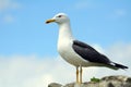 Black-backed gull, Inchcolm Island, Scotland Royalty Free Stock Photo