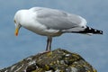 Black-backed gull, Inchcolm Island, Scotland Royalty Free Stock Photo