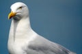 Black-backed gull, Inchcolm Island, Scotland Royalty Free Stock Photo
