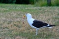 Black backed gull (Karoro) eating a piece of meat while standing