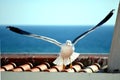 Black-backed gull landing on a roof Royalty Free Stock Photo