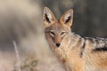 Black backed jackal Royalty Free Stock Photo