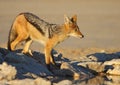 Black Backed Jackal Royalty Free Stock Photo