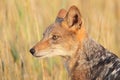 Black Backed Jackal