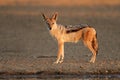 Black-backed Jackal Royalty Free Stock Photo