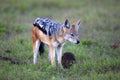 Black-Backed Jackal