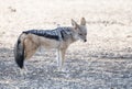Black-backed Jackal in Africa on the Plains of Bostwana Royalty Free Stock Photo