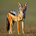 Black-Backed Jackal Alert in Grassy Field