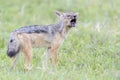 Black-backed jackal calling partner