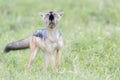 Black-backed jackal calling partner on savanna